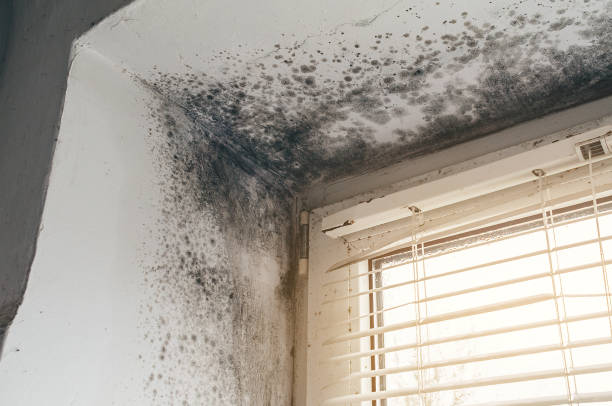 Affordable Basement Mold Removal solutions in Nashville, GA