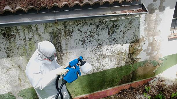 Trusted Black Mold Removal service in Nashville, GA - Cheap Mold Removal